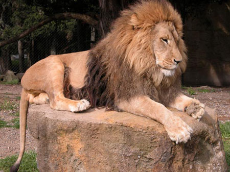 Real Lion