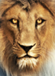 ASLAN - Facebook V